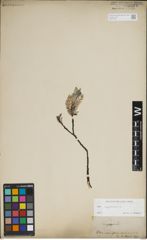 Foto von Salix lapponum L.